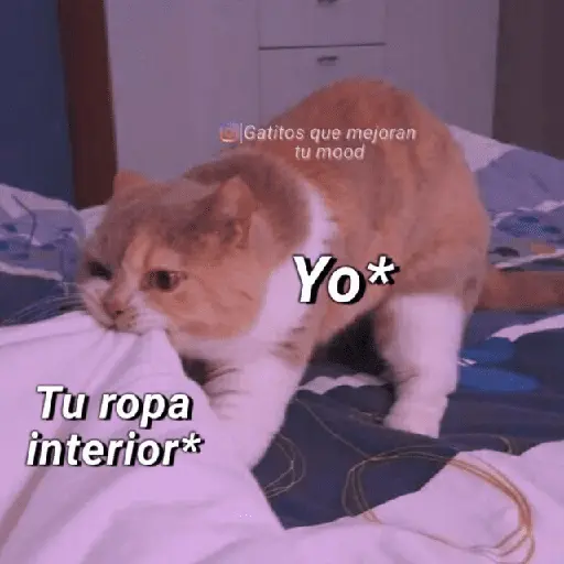 Gatitos que mejoran tu mood Tu ropa interior* Yo*
