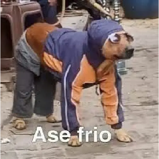 soy admin 11