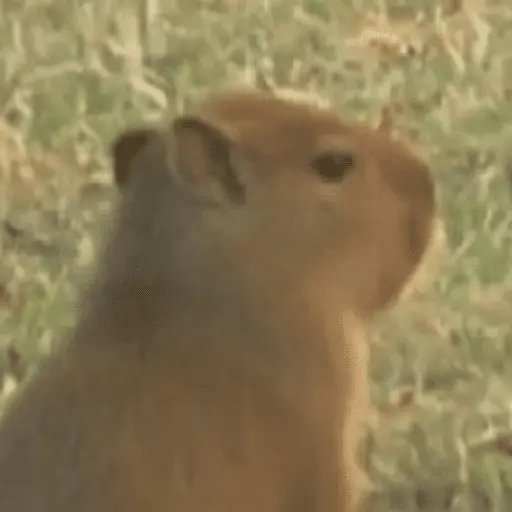 Capibara Random 🍉 28
