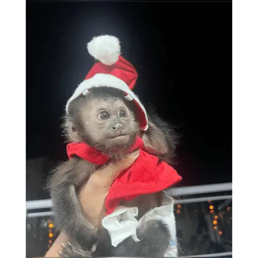 Monos navideños😜😙 7