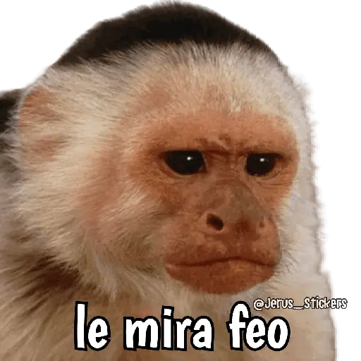 Monos y frases 💬🙊 18