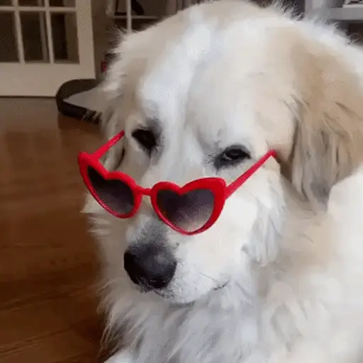 Perros randomcitos 🐶🐾🤭 9