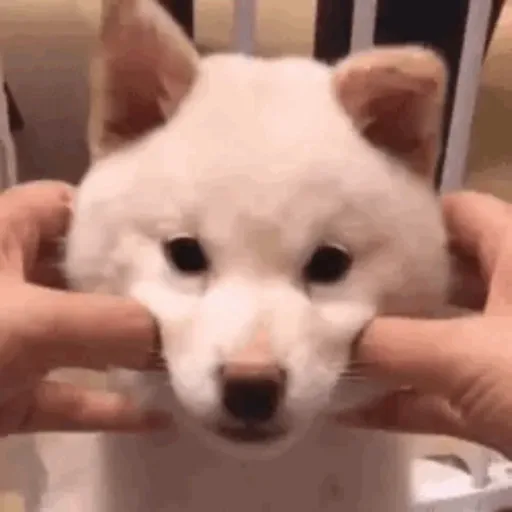Perritos para el chat🐶 3