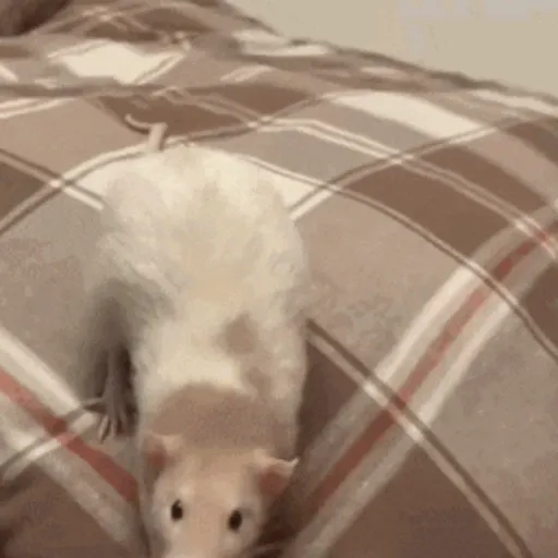 🐀 RATITAS PAL CHAT 🐀 4