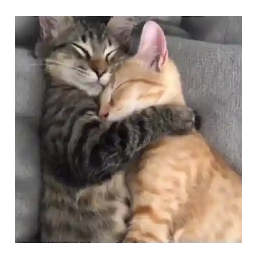 Horny Cats 🐱❤️ 6