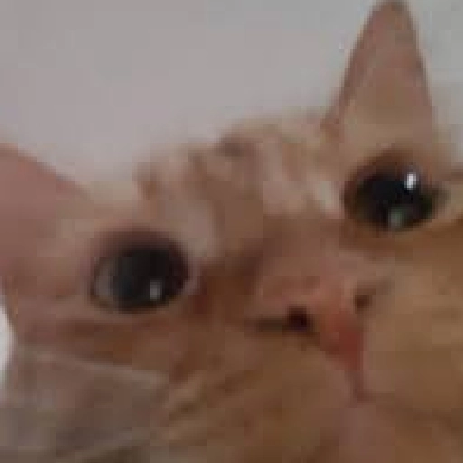 Michis Reacciones 2🐱✨ 1