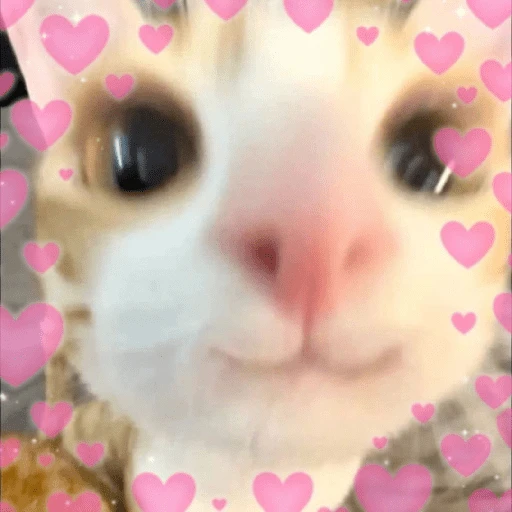 MICHIS 🥰🐱 4