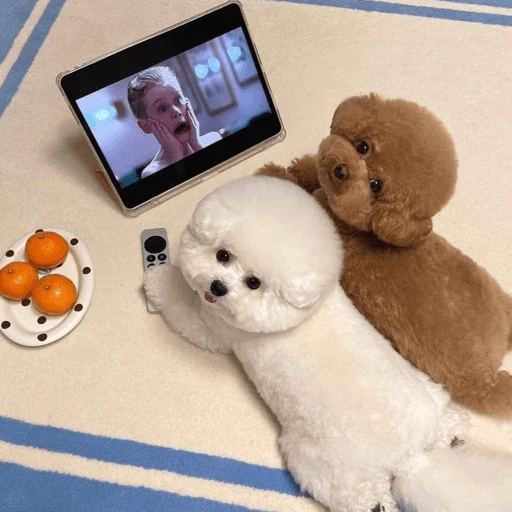 🐶 TÚ Y YO VERSIÓN PERRITOS 🐾 5