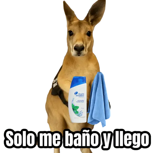 🦘Memes canguro 🦘😂 16