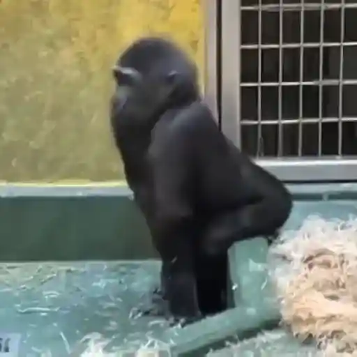 🎵 TIKTOKeando 34🎵 5
