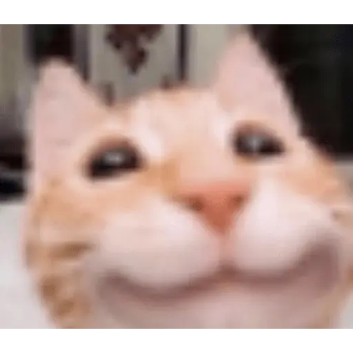 Memes gatitos #3 🐱✨🌷 22