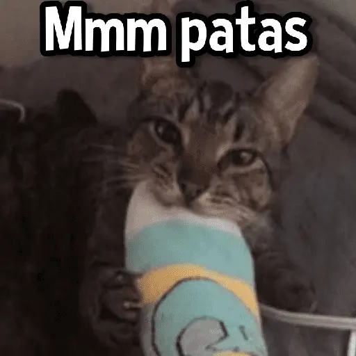 Gatitos pa tu Wsp😼🫰🏻 17