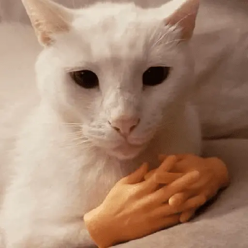 Gatinhos memes 3