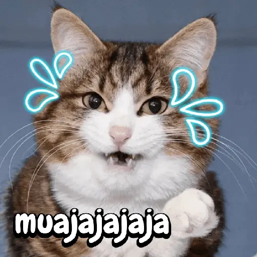 Gatos memes random🐈⬛🐱 17