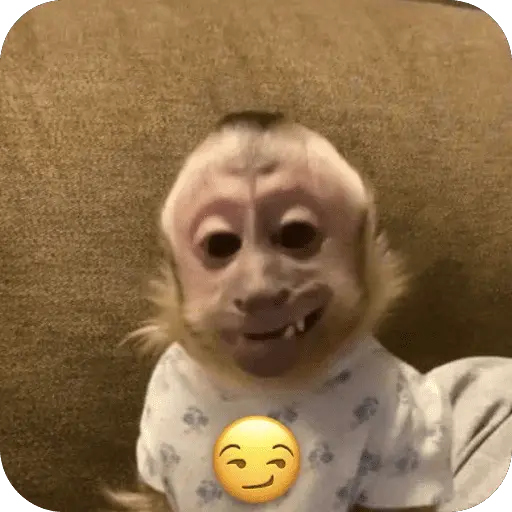 🐒 واکنش‌های میمون‌ها 🐒 8