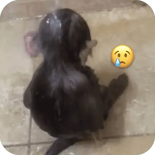 🐒 واکنش‌های میمون‌ها 🐒 15