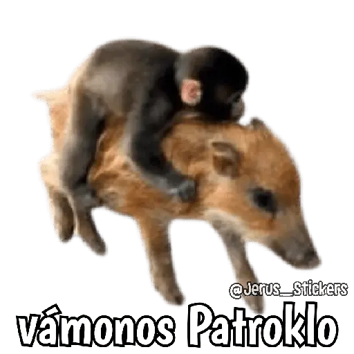 Monos y frases 💬🙊 14