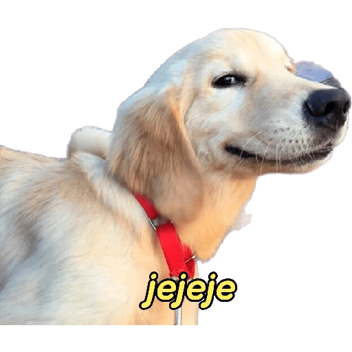 perritos memes 🐕 21