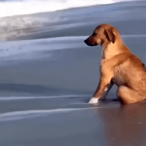 Perros Reacciones🐕🦴 2