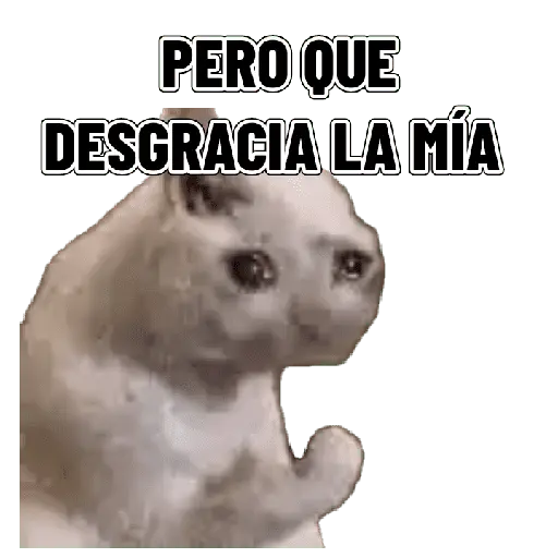 Memes clásicos gatito 😺🔥 14