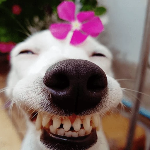 🐶 PERRO SONRIENTE MOODS 🐾 3