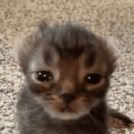 😸 Te lo digo con un gato 😸 8