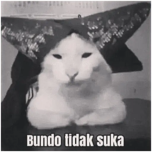 meme kucing 13