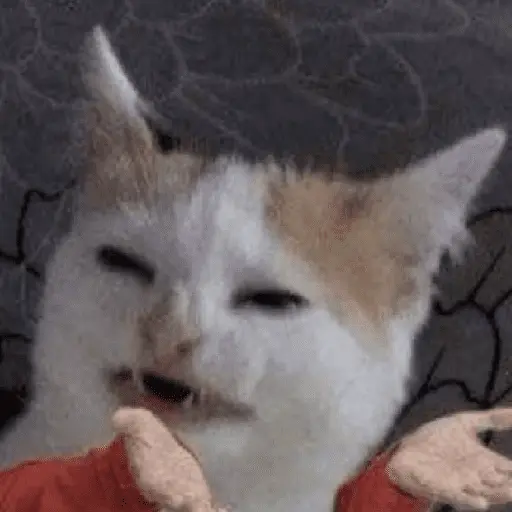 Gatinhos memes 12