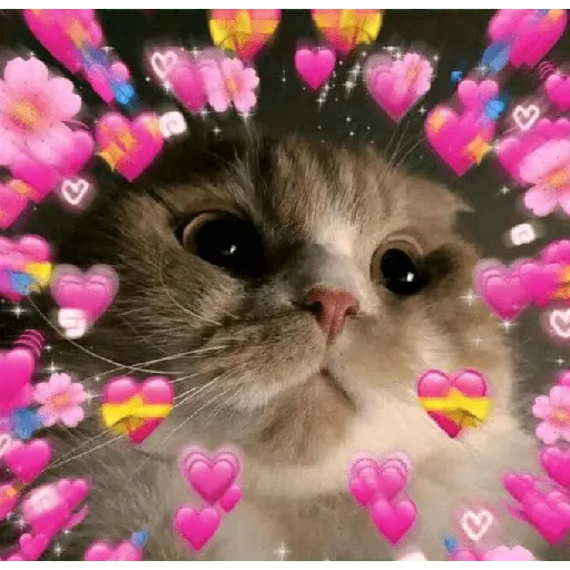 รักลูกแมว 😺💘💞 11