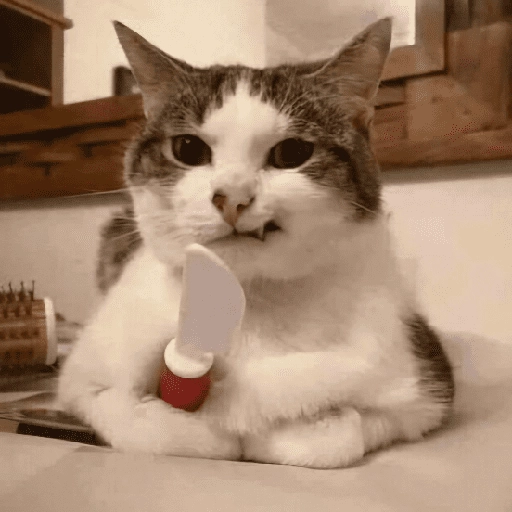 Gatos Random!! #2 7