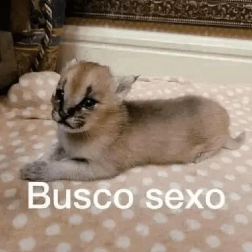 Busco sexo