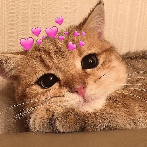 figurinhas de amor ❤️🤣 6
