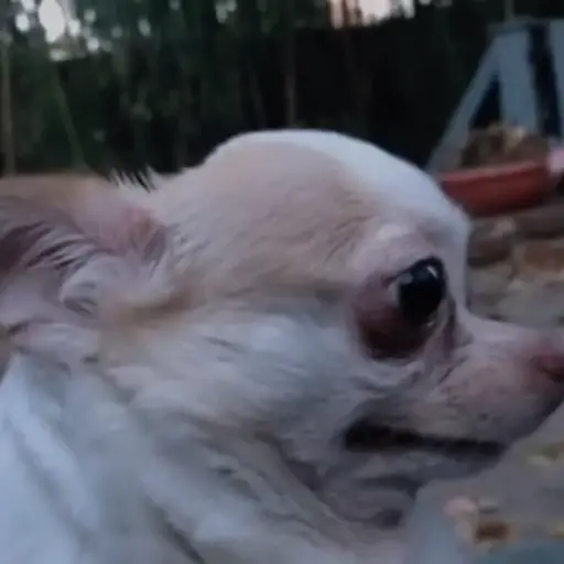 Perritos para el chat🐶 13
