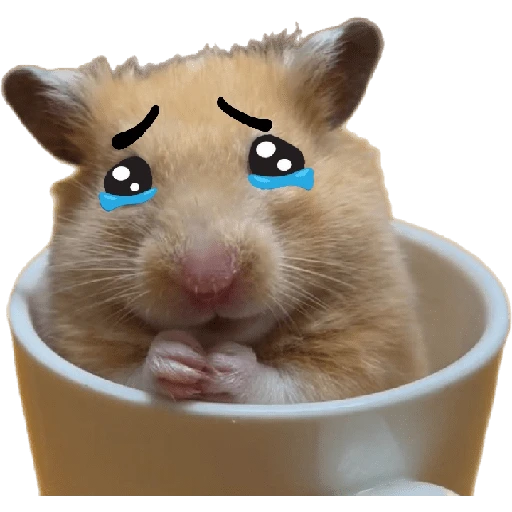 Hamsters ❤️ 4