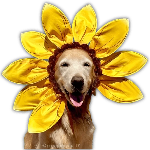 🌻💐 Жуто цвеће 3 💐🌻  4