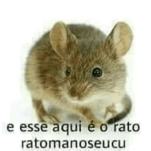 Memes diversos 15