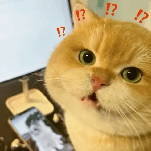 🐾 Gatitos Anti-Depresivos #3 4