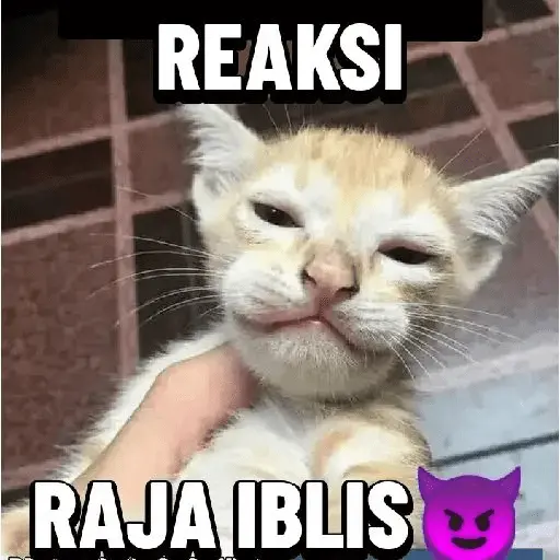 meme kucing 12