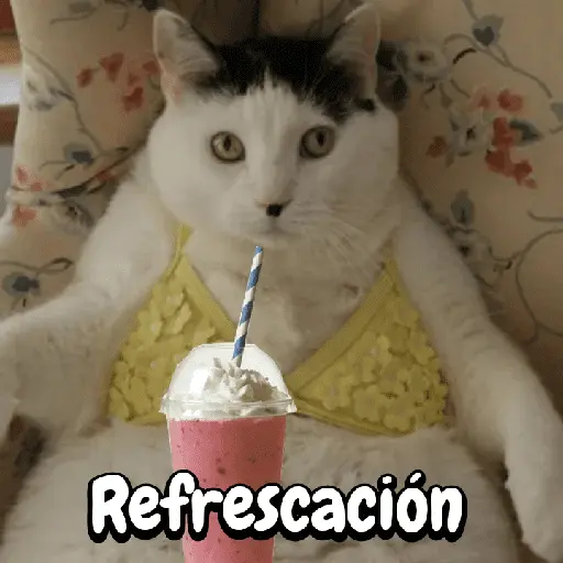 Gatos memes random🐈⬛🐱 13