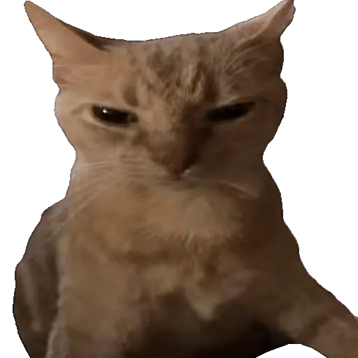 Animales Tiktok Viral 🐱🐈🐈⬛ 11