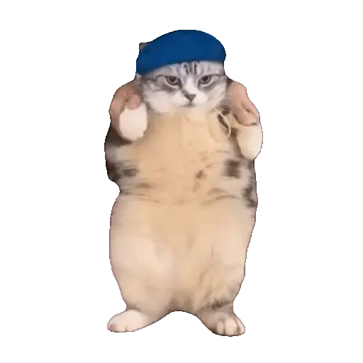 Animales Tiktok Viral 🐱🐈🐈⬛ 3