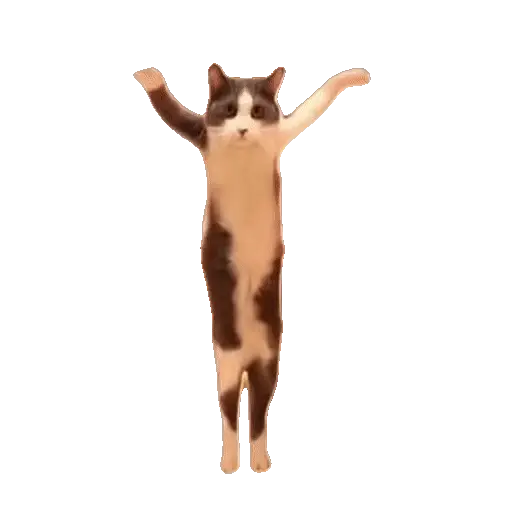 Animales Tiktok Viral 🐱🐈🐈⬛ 13