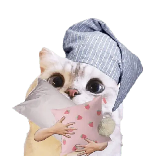 Michis random🐈🐈⬛ 11