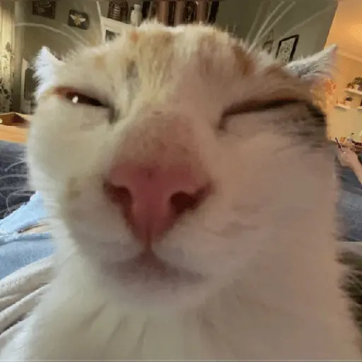 Gatos MOOD 😎🔥😹 2