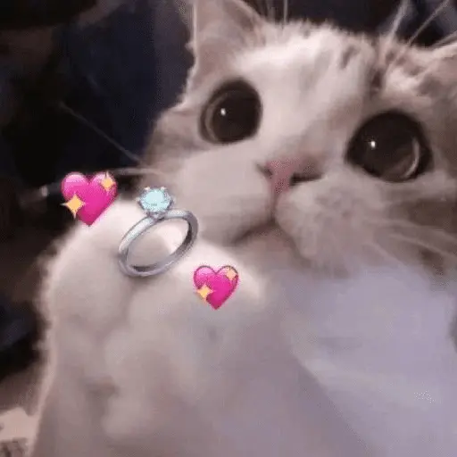 รักลูกแมว 😺💘💞 14