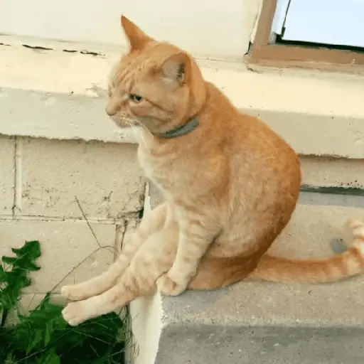 🐾 Gatitos Anti-depresivos 😺 7