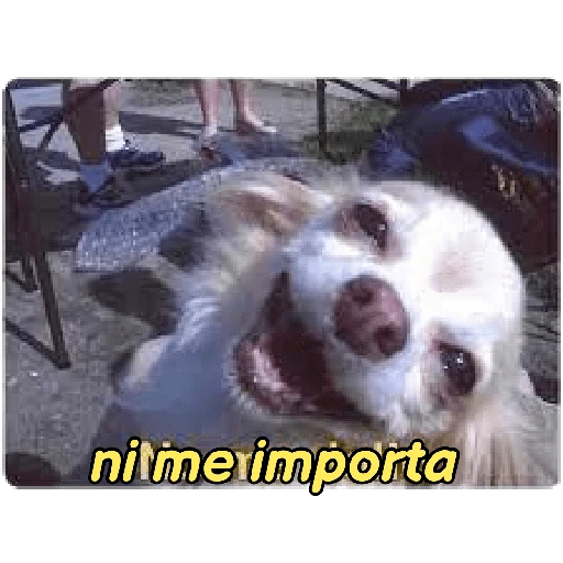 perritos memes 🐕 16