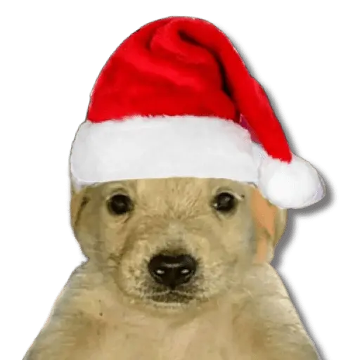 Memes Navideños #2 🎄 14