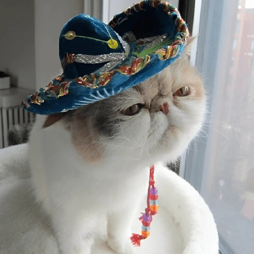 Mariachi Cats🤠😺✨ 7