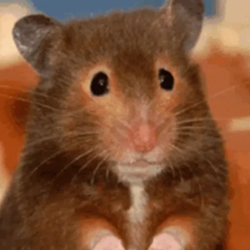 🐀 RATITAS PAL CHAT 🐀 2